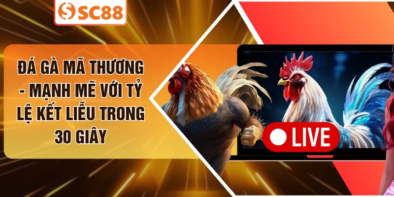 Đá Gà Mã Thương - Mạnh Mẽ Với Tỷ Lệ Kết Liễu Trong 30 Giây
